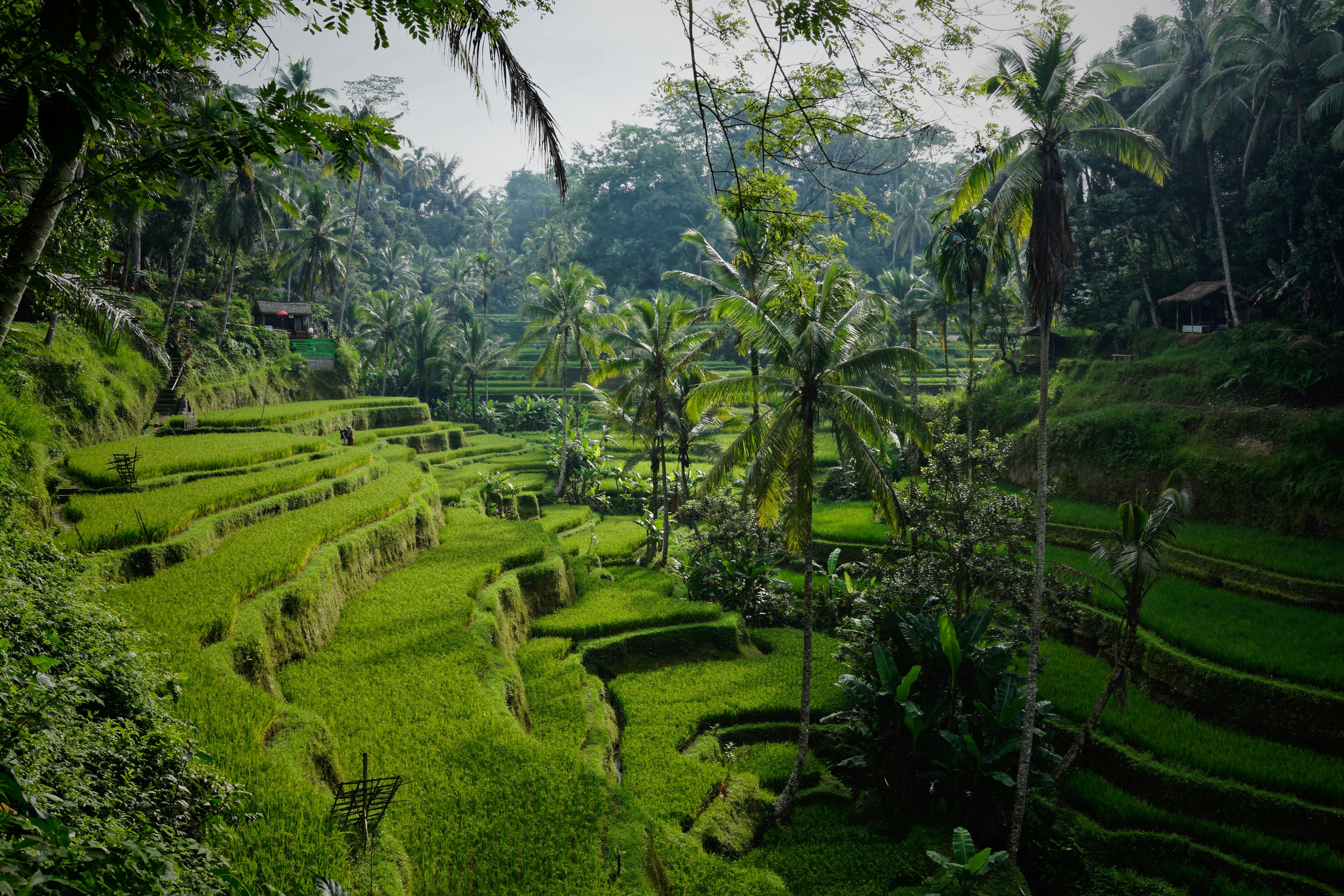 Tegalalang Rice Terraces in Bali
